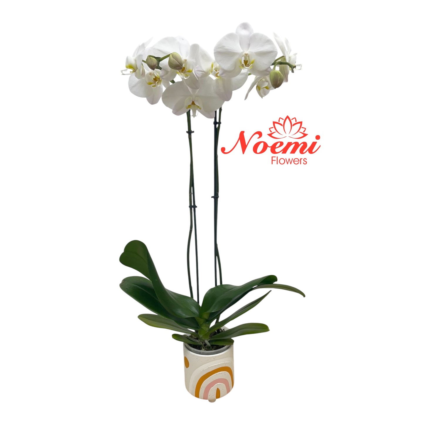 Orquídea 2 tallos Phalenopsis Premium - Floristería Noemi Flowers