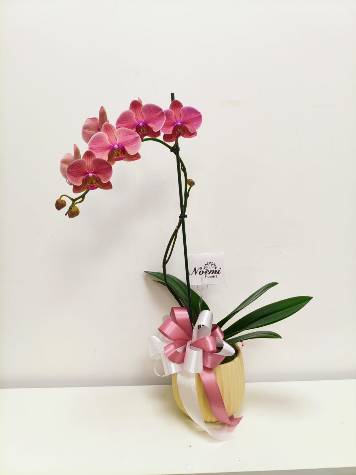 Orquídea Phalenopsis Premium - Planta Natural de Larga Duración