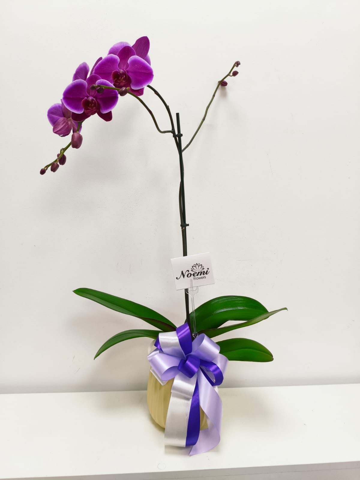 Orquídea Phalenopsis Morada con pote y lazo - Noemi Flowers