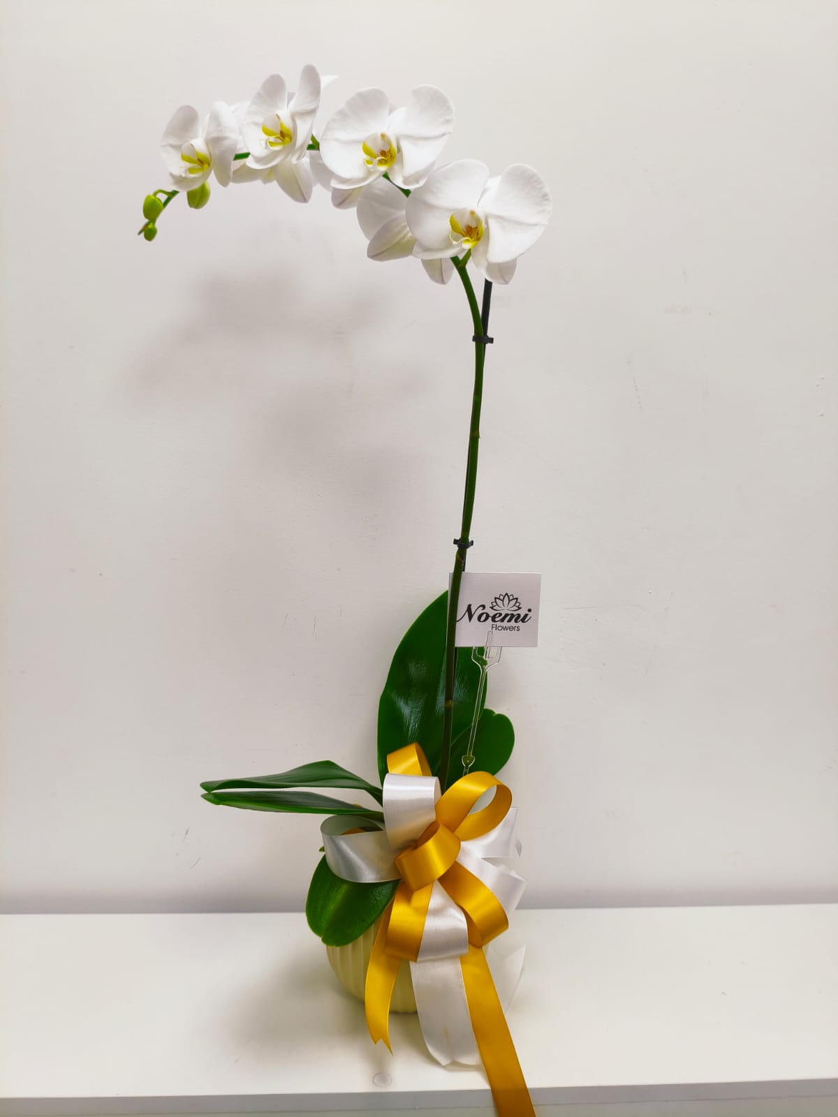 Orquídea Phalenopsis Blanca con pote y lazo - Noemi Flowers