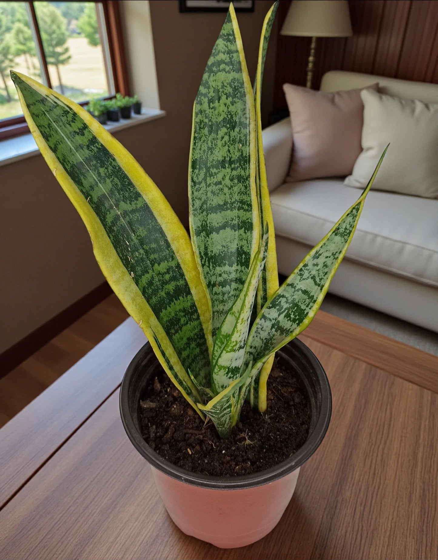 La Sansevieria trifasciata, conocida comúnmente como lengua de suegra