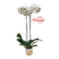 Orquídea 2 tallos Phalenopsis Premium - Floristería Noemi Flowers