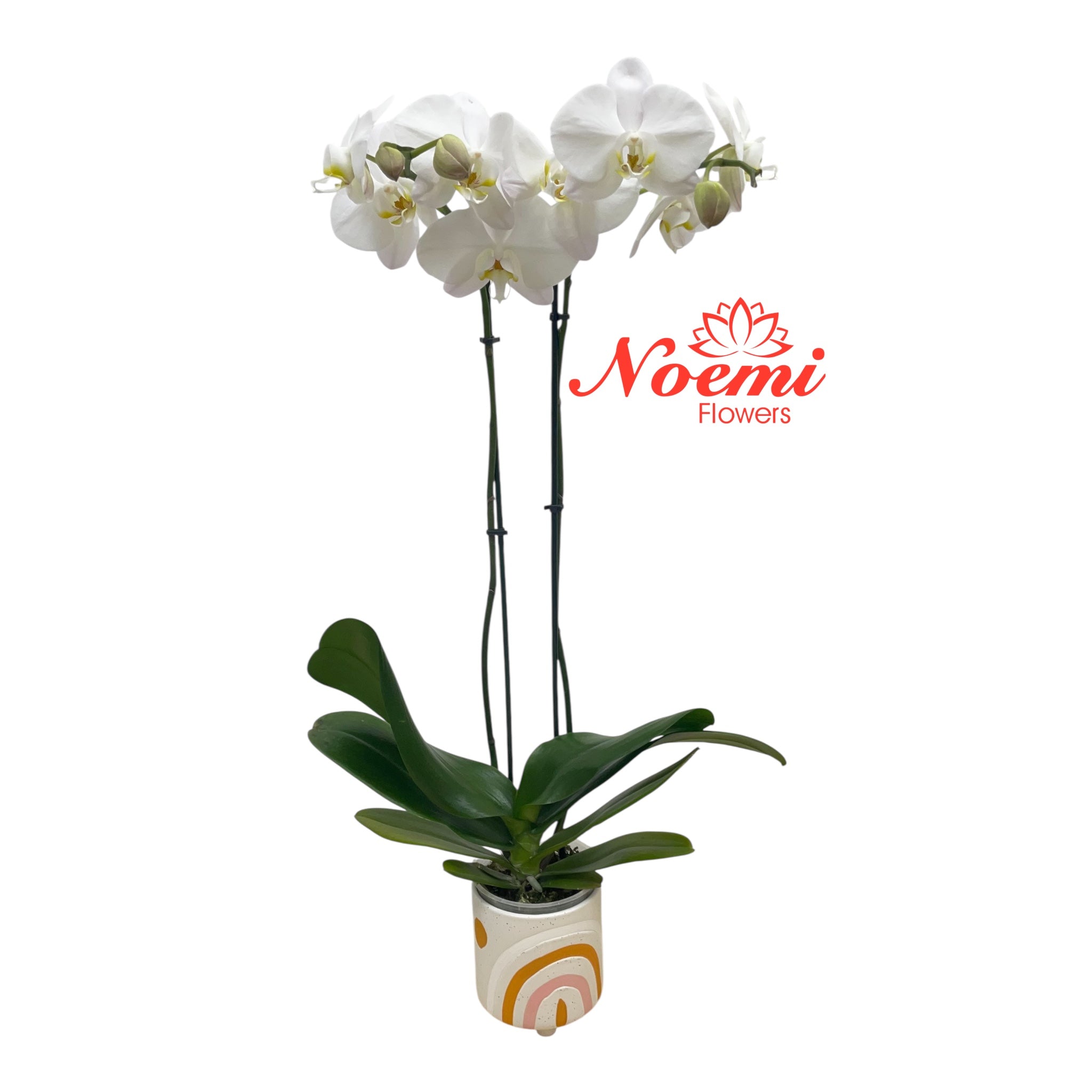 Orquídea 2 tallos Phalenopsis Premium - Floristería Noemi Flowers