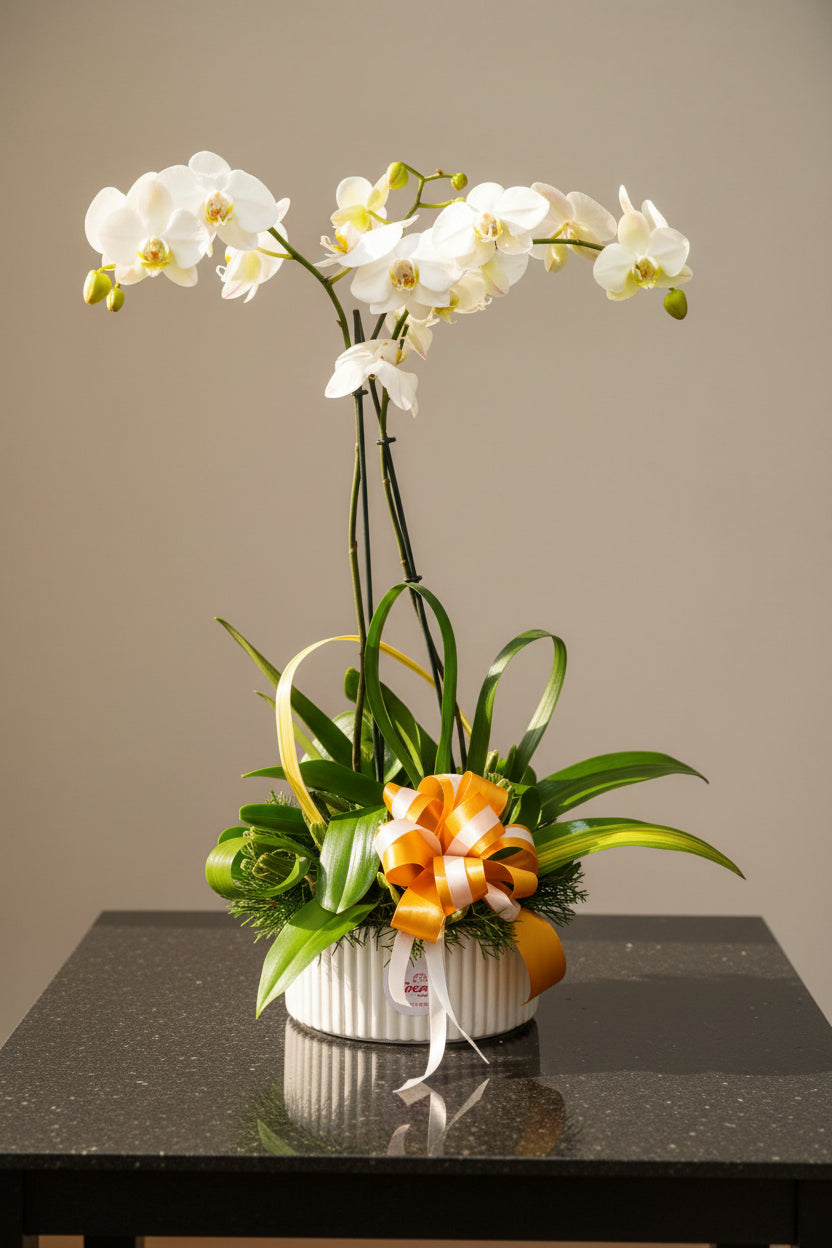Areglo con 2 Orquideas Phalenopsis de 1 Tallo - Floristeria Noemi Flowers