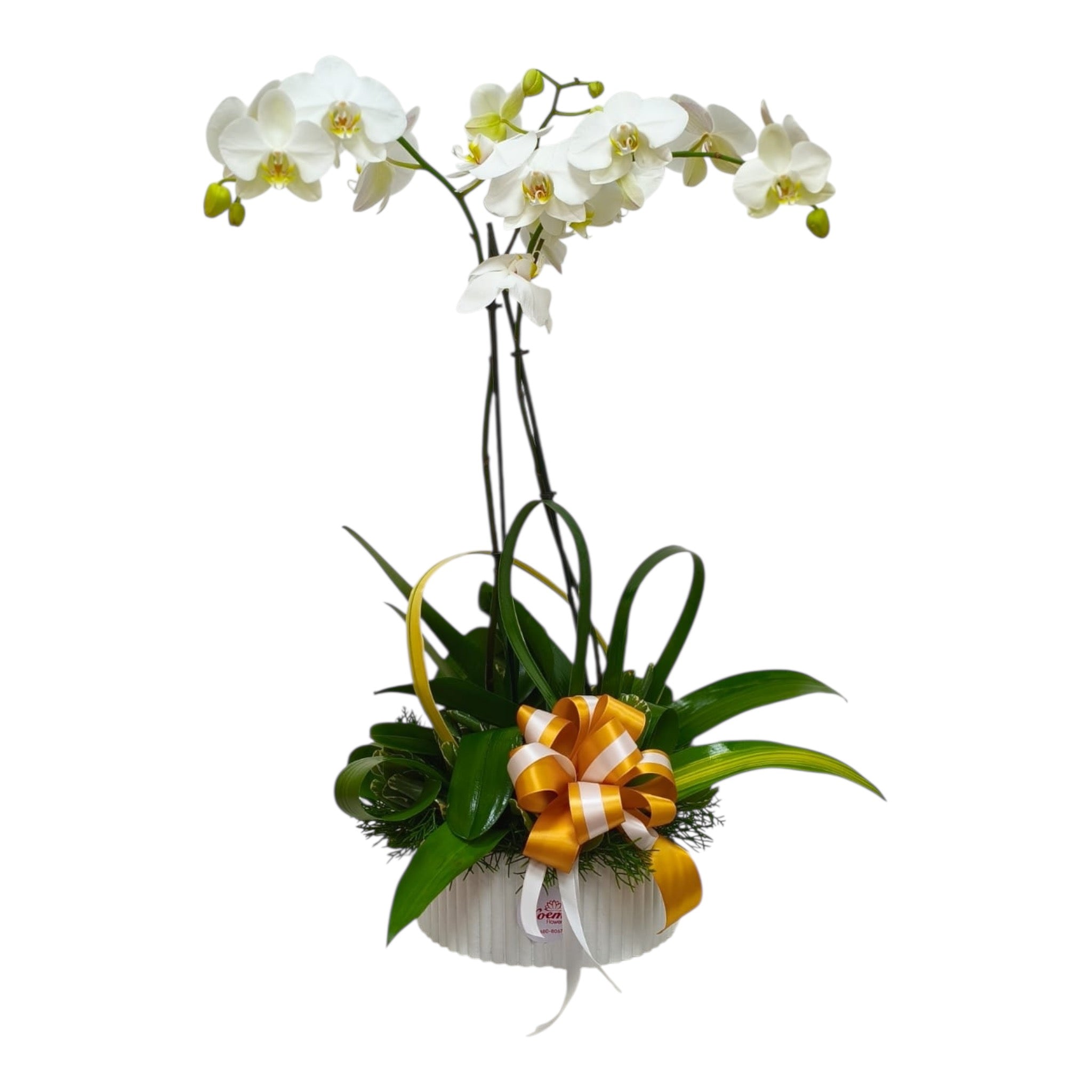 Arreglo con 2 Orquídeas Phalenopsis Premium