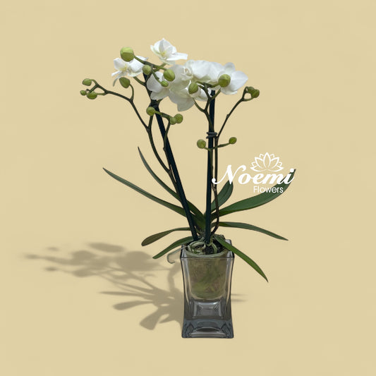 Orquídea Petit Phalenopsis Premium - Planta Natural de Larga Duración - Floristería Noemi Flowers