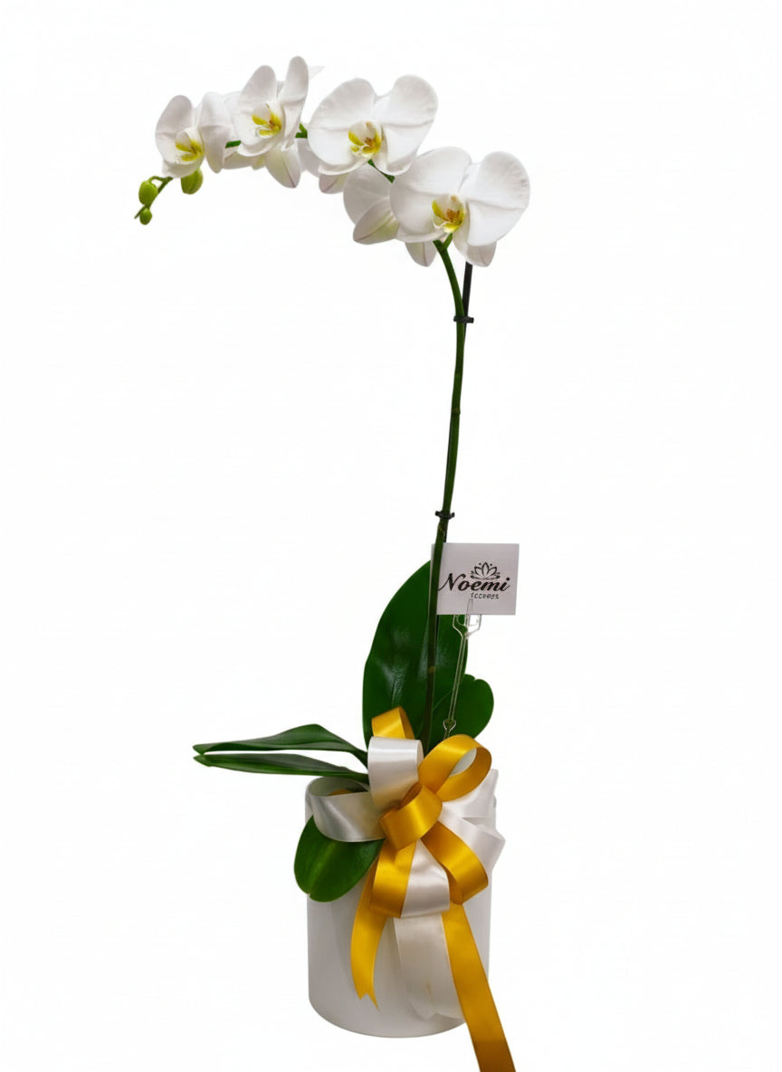 Orquídea Phalenopsis Premium - Planta de Larga Duración - Floristería Noemi Flowers