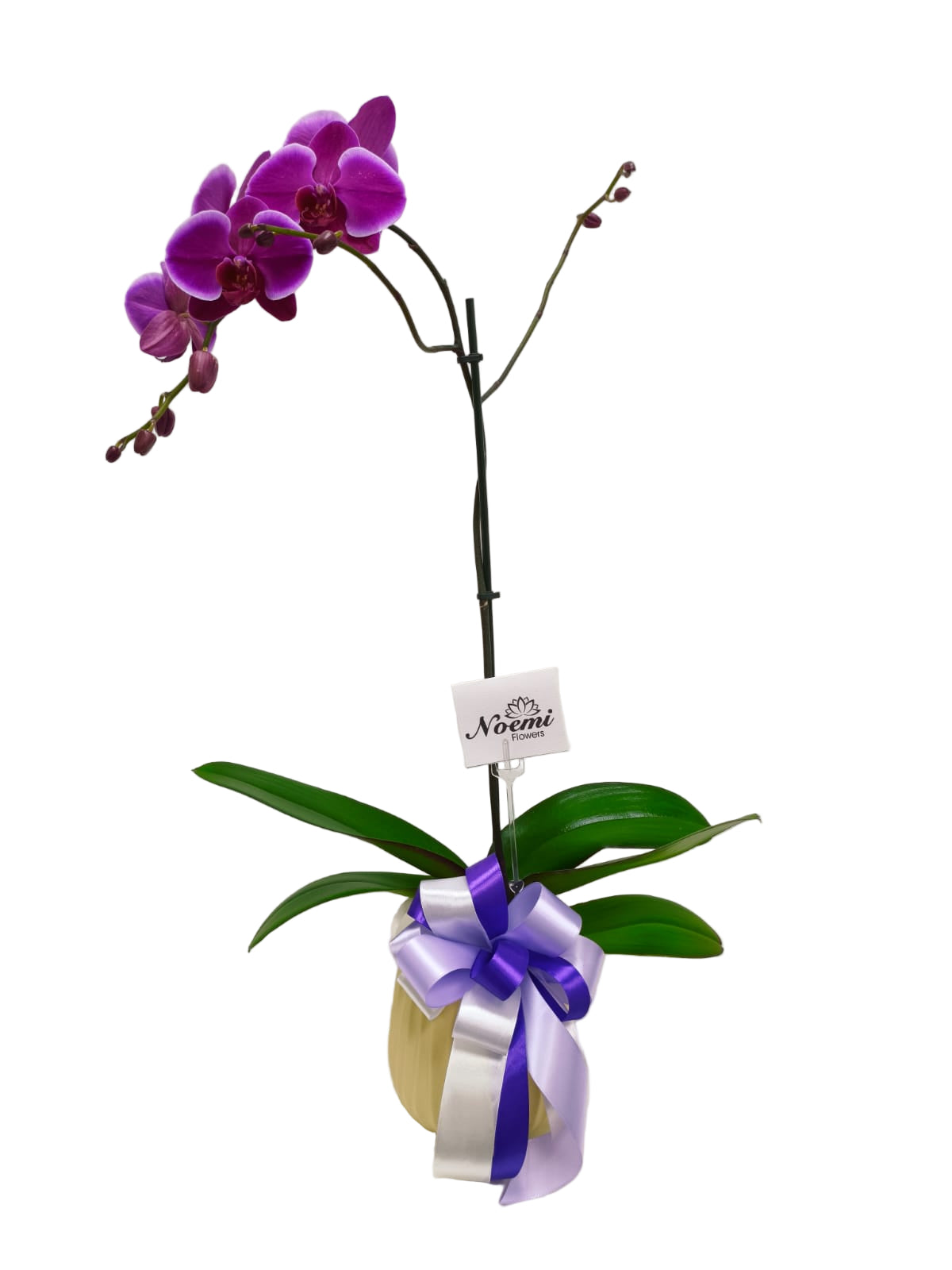Orquídea Phalenopsis Premium - Planta de Larga Duración - Floristería Noemi Flowers