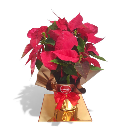 Poinsettia - Flor de Navidad