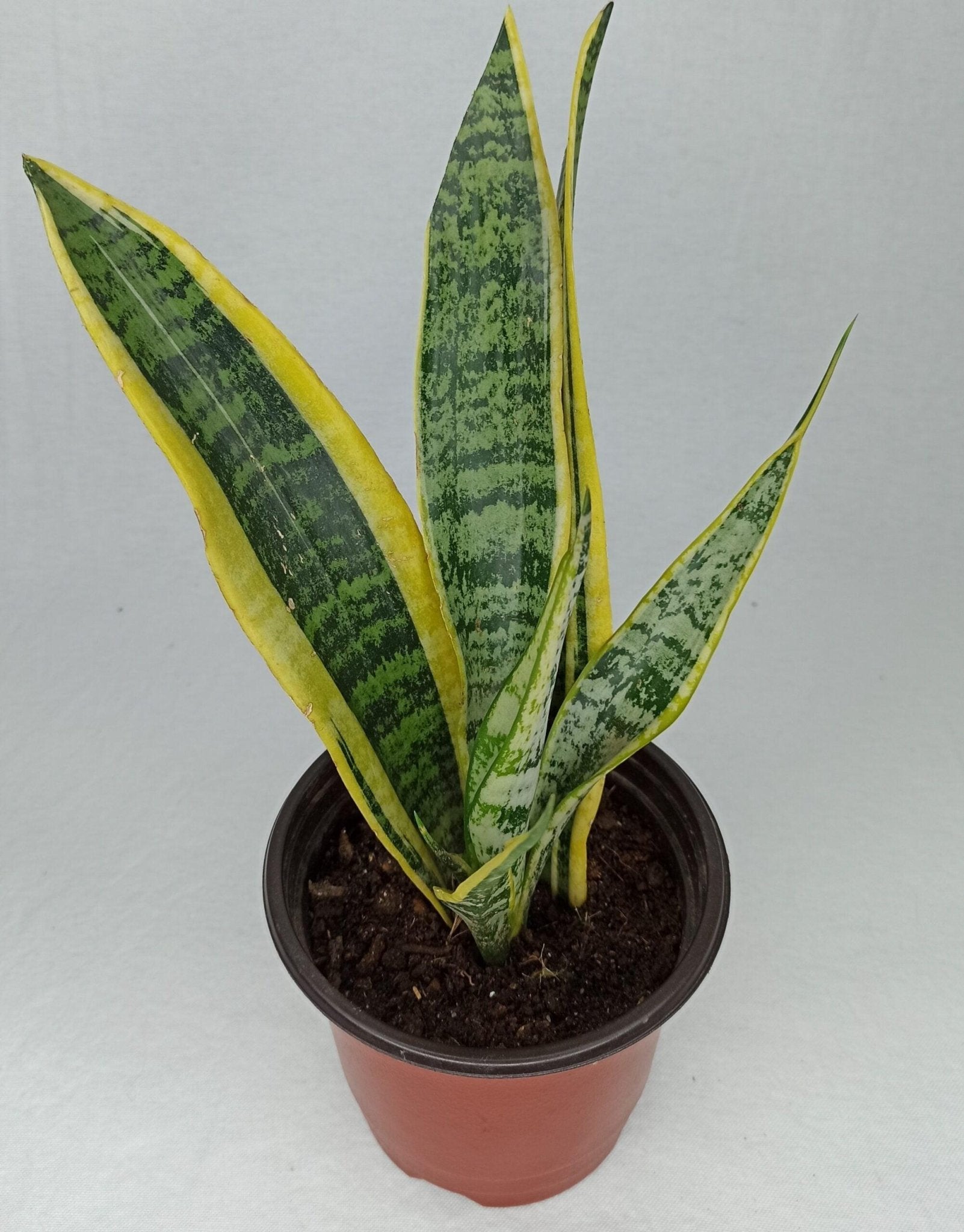 Sansevieria (Bordes Amarillos) - Floristería Noemi Flowers