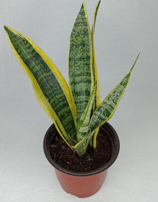 Sansevieria (Bordes Amarillos) - Floristería Noemi Flowers