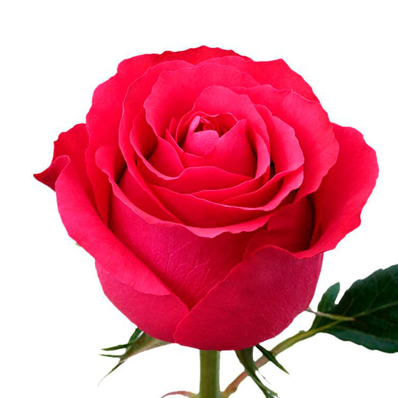 Rosa Decorada Individual