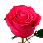 Rosa Decorada Individual